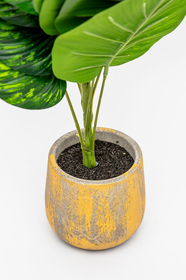 Planta Verdalia Mix COLOR UNICO image number null