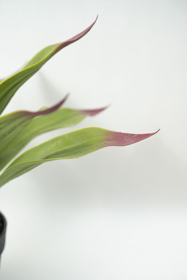 Planta Gasteria COLOR UNICO image number null