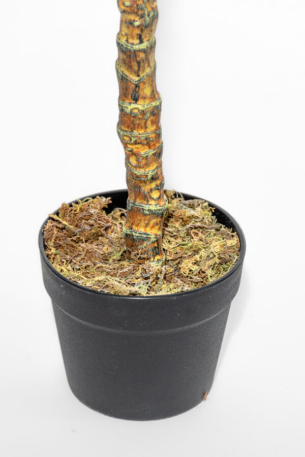 Planta Palma de Aguja 110cm COLOR UNICO image number null