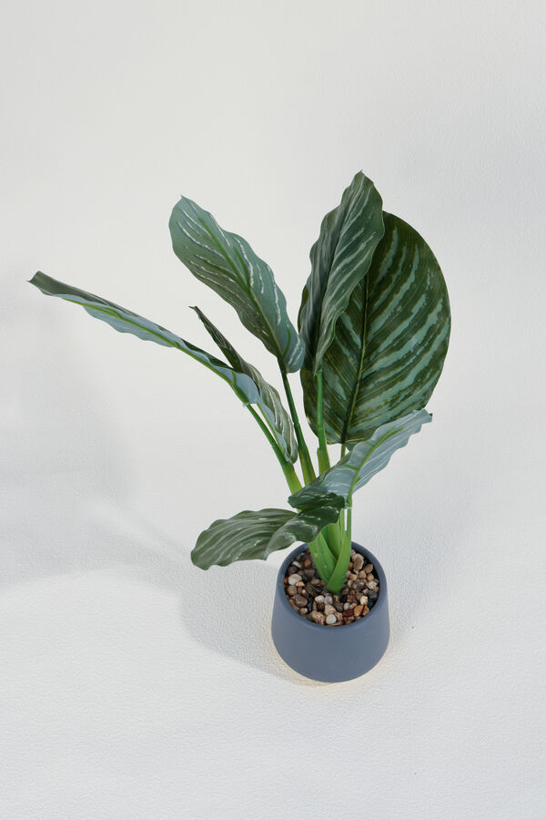 Planta Aglaonema 40cm COLOR UNICO image number null