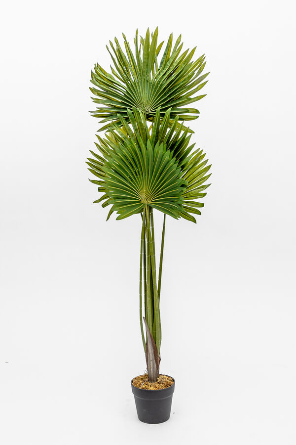 Planta Palmera China COLOR UNICO image number null