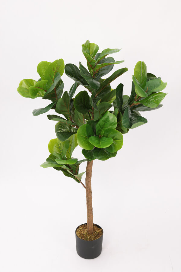 Planta Ficus Lira 110cm COLOR UNICO image number null