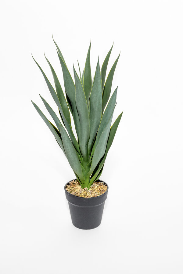 Planta Mandioca 55cm COLOR UNICO image number null