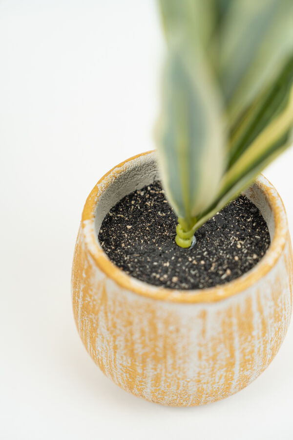 Planta Verdia Mix COLOR UNICO image number null