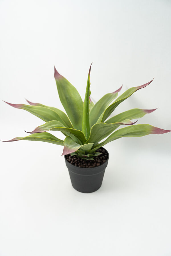Planta Gasteria COLOR UNICO image number null