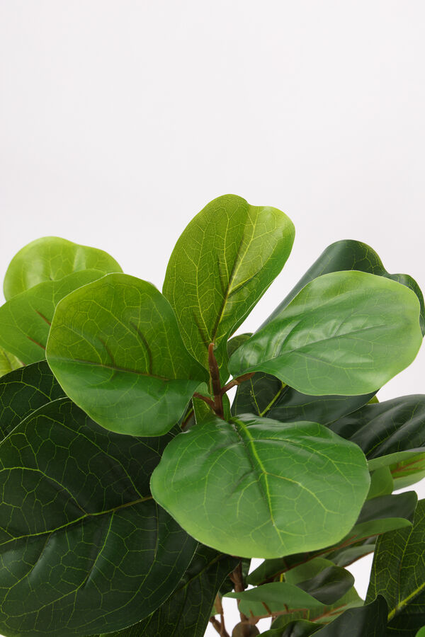 Planta Ficus Lira 110cm COLOR UNICO image number null