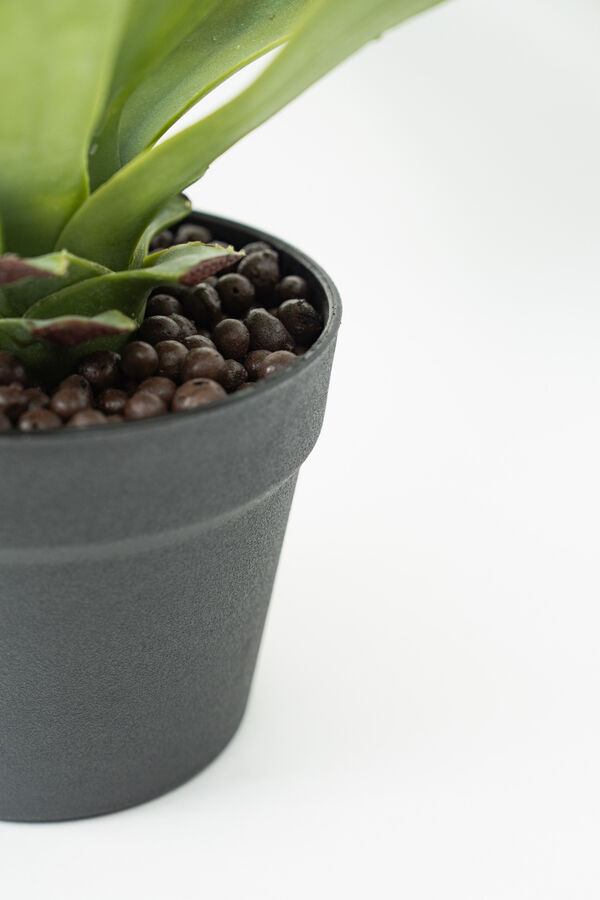 Planta Gasteria COLOR UNICO image number null