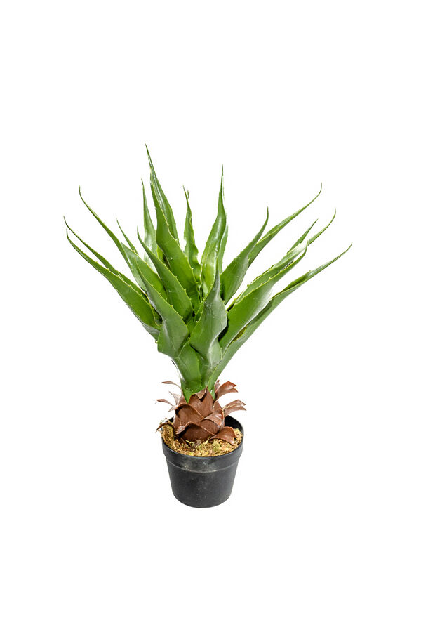 Planta Aloe 60cm COLOR UNICO image number null