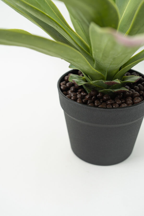 Planta Gasteria COLOR UNICO image number null