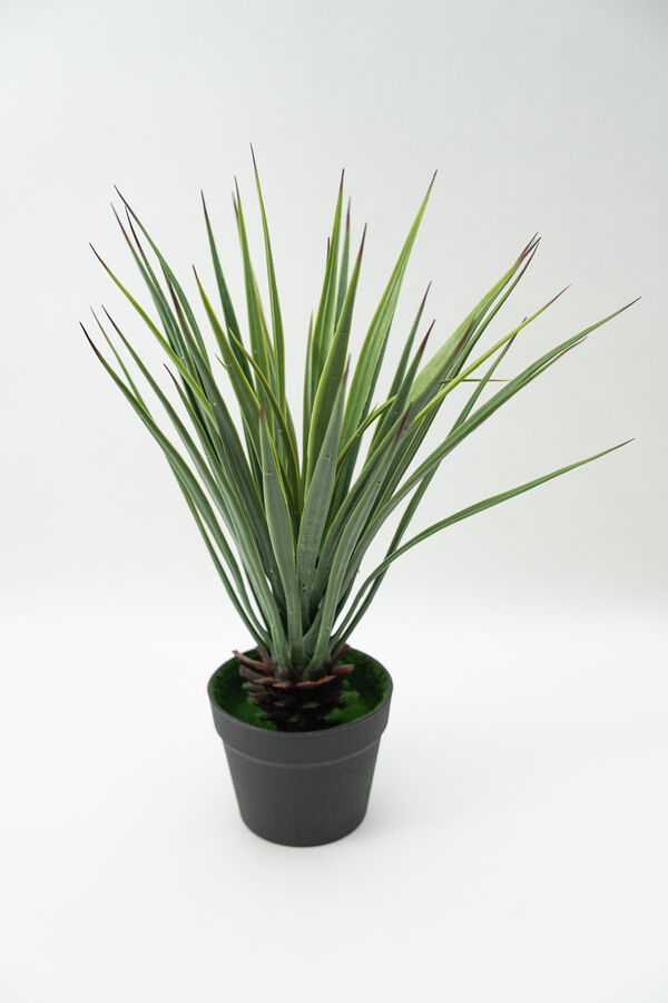 Planta Cintas COLOR UNICO image number null