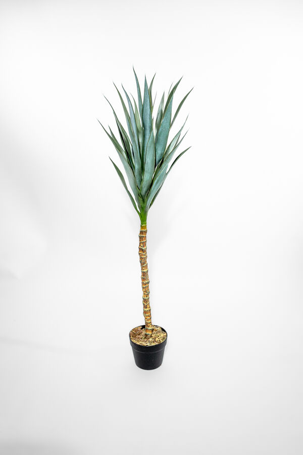 Planta Palma de Aguja 110cm COLOR UNICO image number null