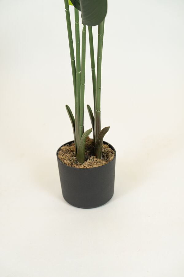 Planta Pl&aacute;tano COLOR UNICO image number null