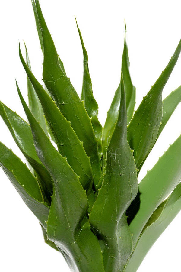 Planta Aloe 60cm COLOR UNICO image number null