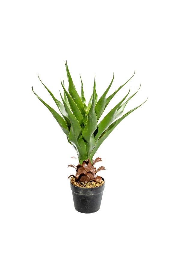 Planta Aloe 60cm COLOR UNICO image number null