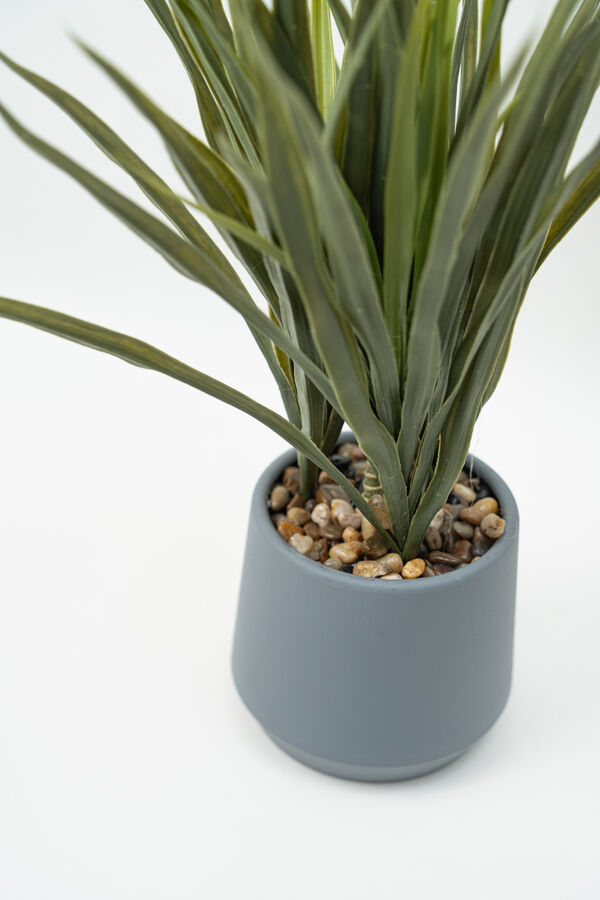 Planta Cintas COLOR UNICO image number null