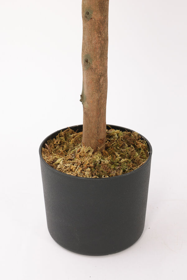 Planta Ficus Lira 110cm COLOR UNICO image number null