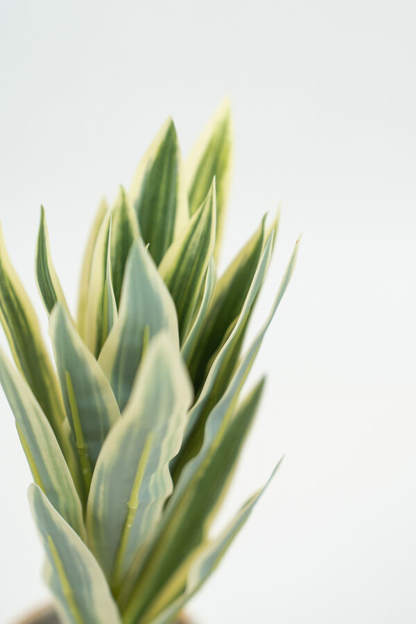 Planta Verdia Mix COLOR UNICO image number null