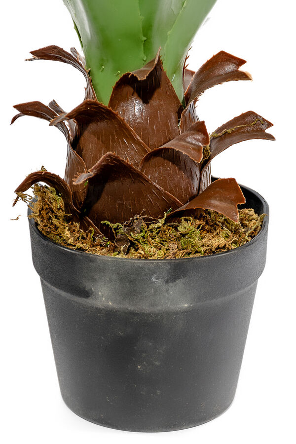 Planta Aloe 60cm COLOR UNICO image number null
