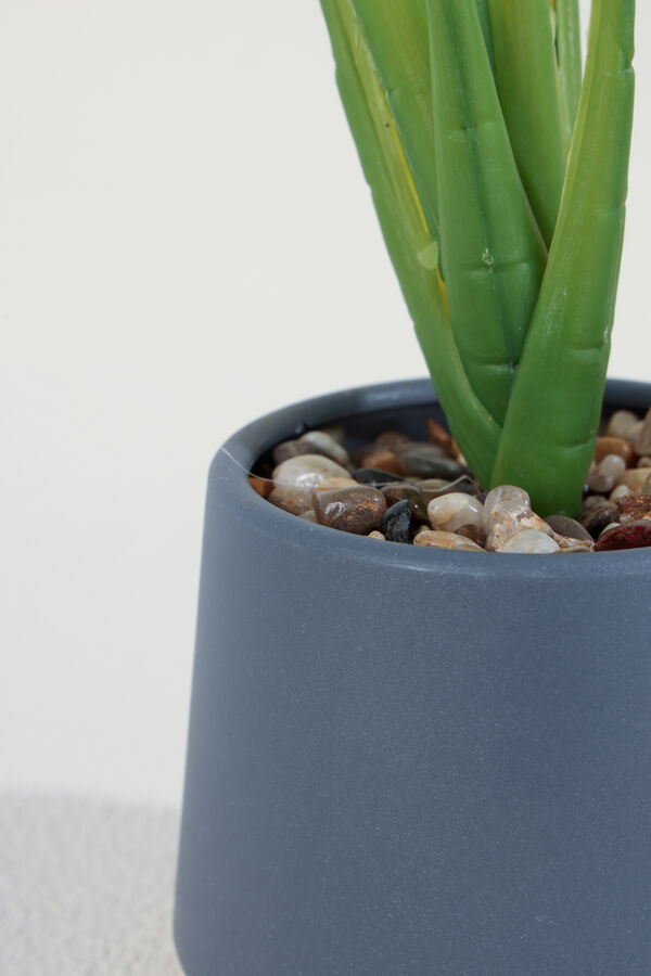 Planta Aglaonema 40cm COLOR UNICO image number null