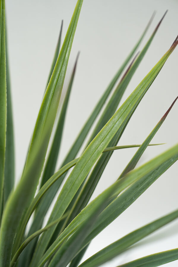 Planta Cintas COLOR UNICO image number null