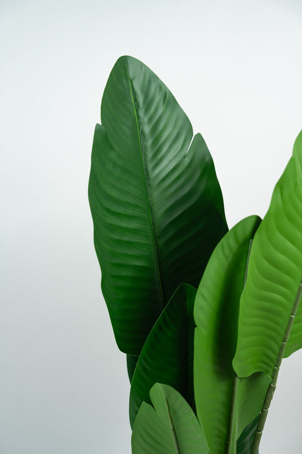 Planta Alocasia COLOR UNICO image number null