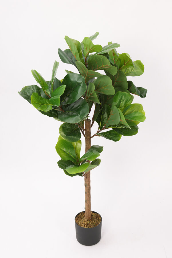 Planta Ficus Lira 110cm COLOR UNICO image number null