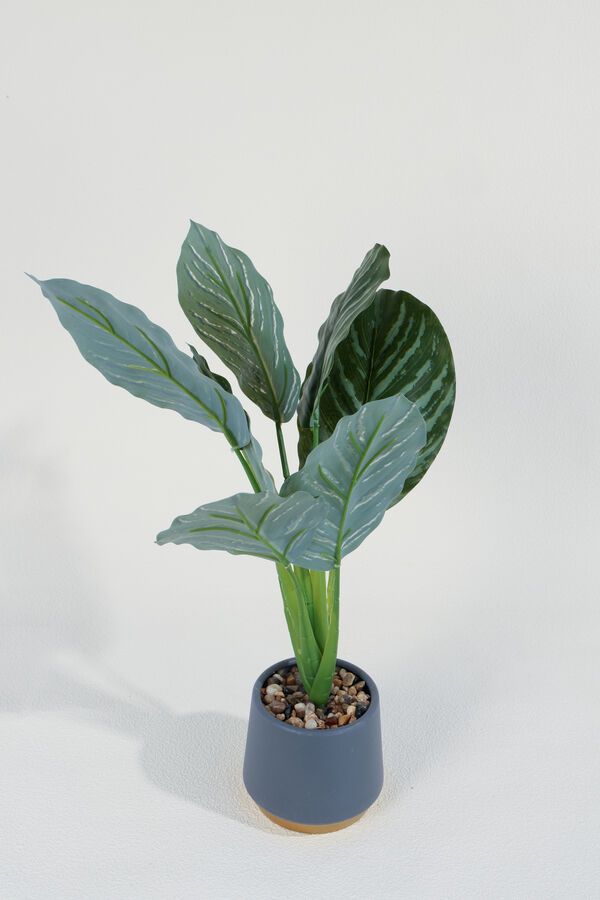 Planta Aglaonema 40cm COLOR UNICO image number null