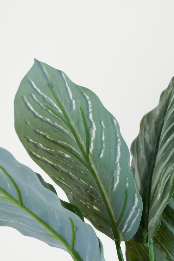 Planta Aglaonema 40cm COLOR UNICO image number null