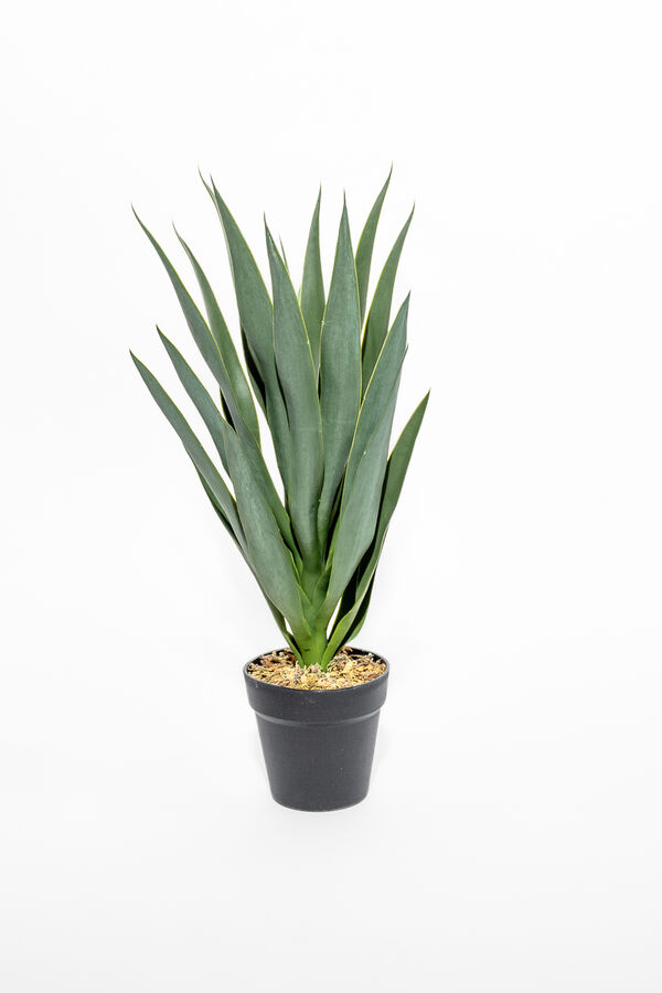 Planta Mandioca 55cm COLOR UNICO image number null