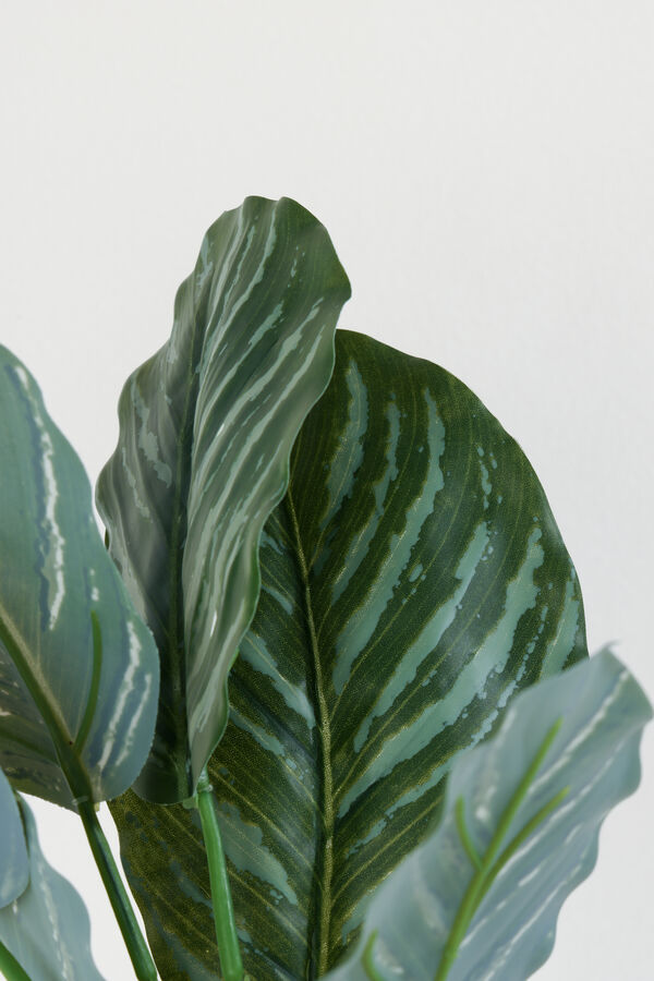 Planta Aglaonema 40cm COLOR UNICO image number null