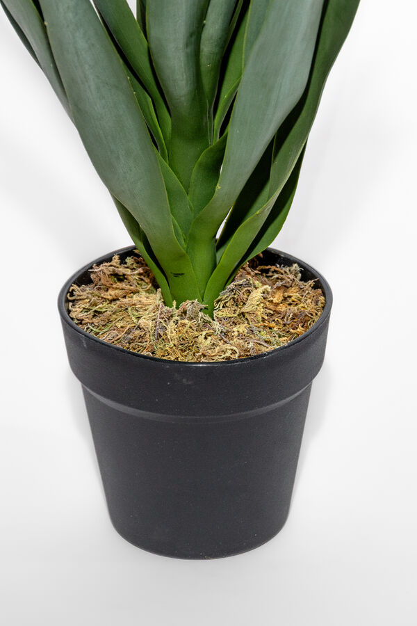 Planta Mandioca 55cm COLOR UNICO image number null