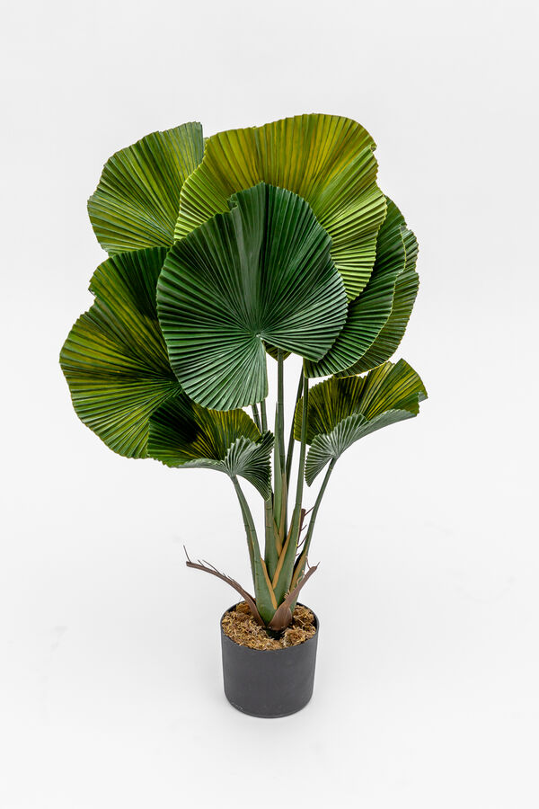 Planta Palmito de Jard&iacute;n COLOR UNICO image number null