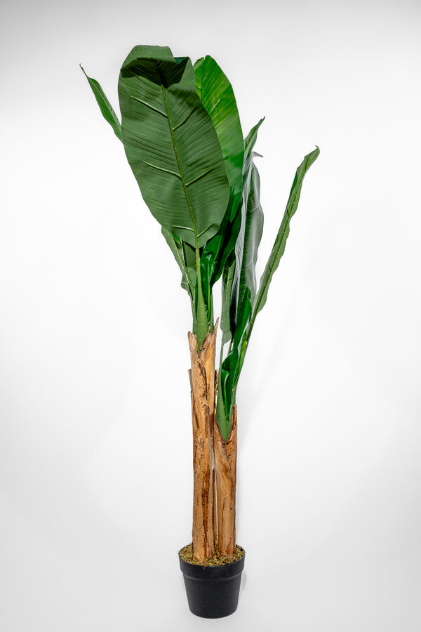 Planta Arum 120cm COLOR UNICO image number null