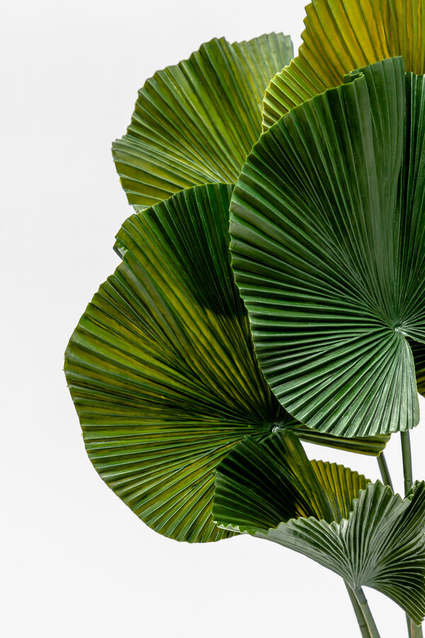 Planta Palmito de Jard&iacute;n COLOR UNICO image number null