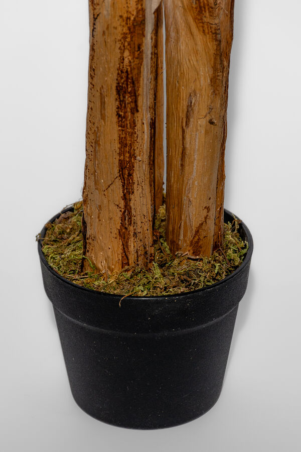 Planta Arum 120cm COLOR UNICO image number null