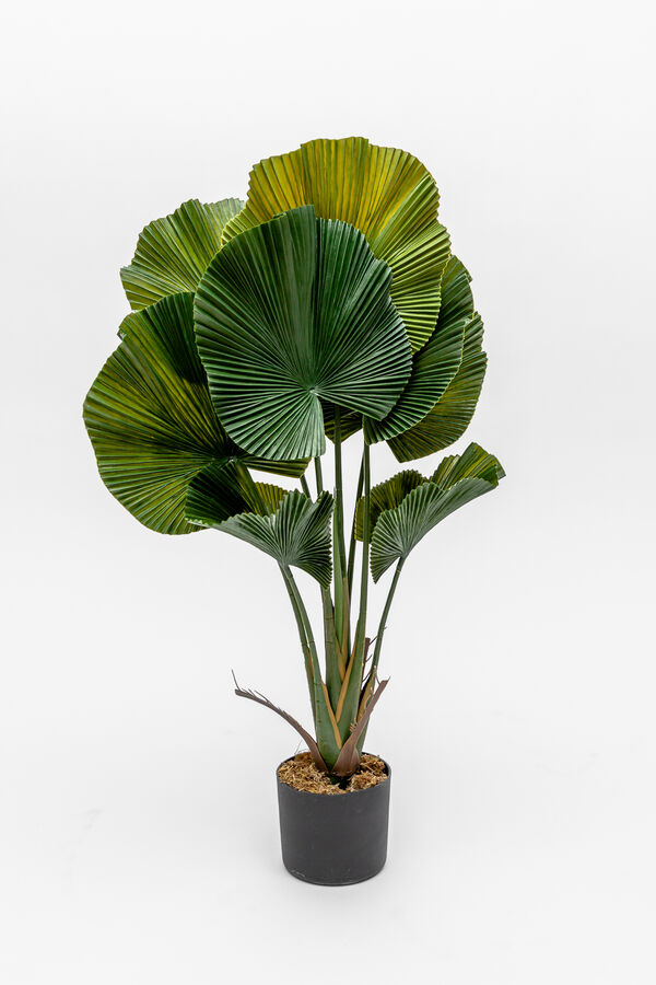 Planta Palmito de Jard&iacute;n COLOR UNICO image number null