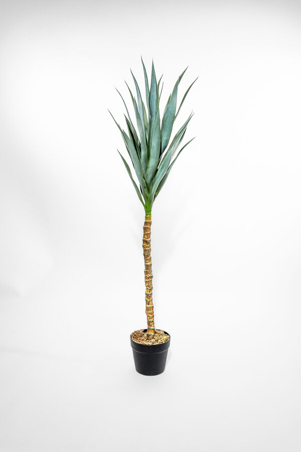 Planta Palma de Aguja 110cm COLOR UNICO image number null