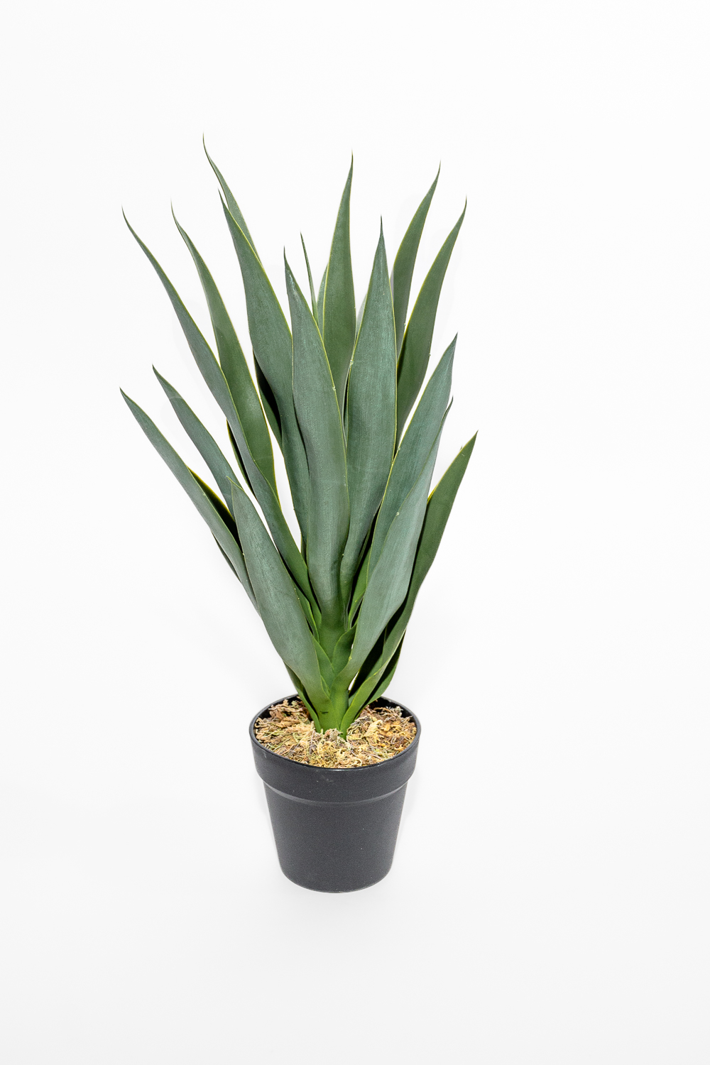 Planta Mandioca 55cm COLOR UNICO